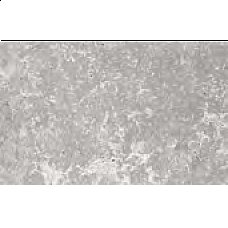 Concrete Grey (Matte) Decor Panel - 2.6mtr x 250mm x 7.5mm x 4 Pack